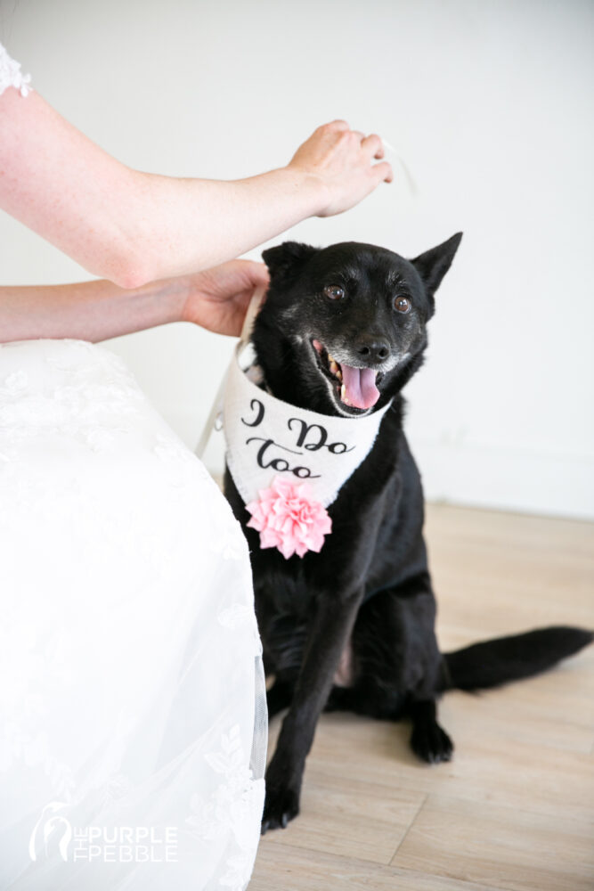 Dog Wedding Ideas