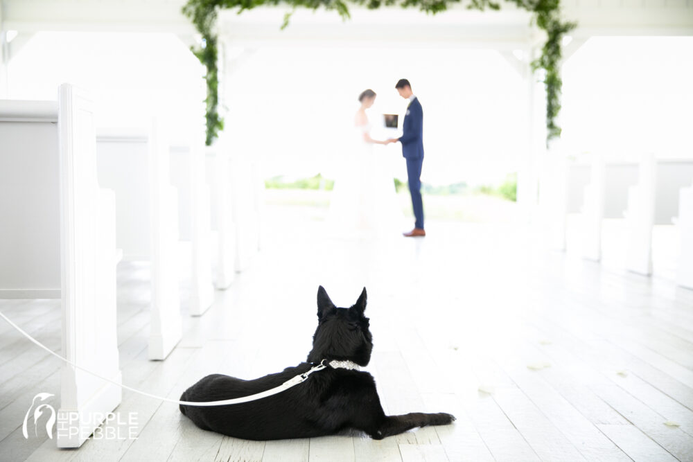 Dog Wedding Ideas