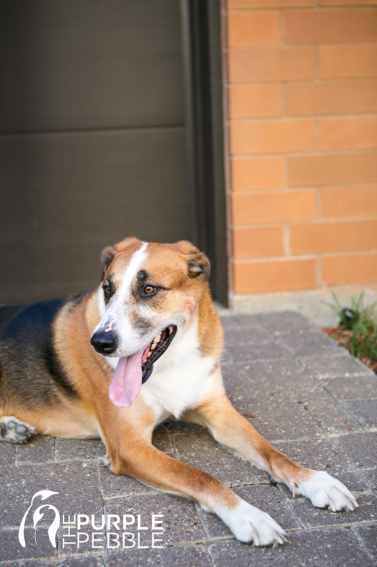 engagement photo dog fort worth